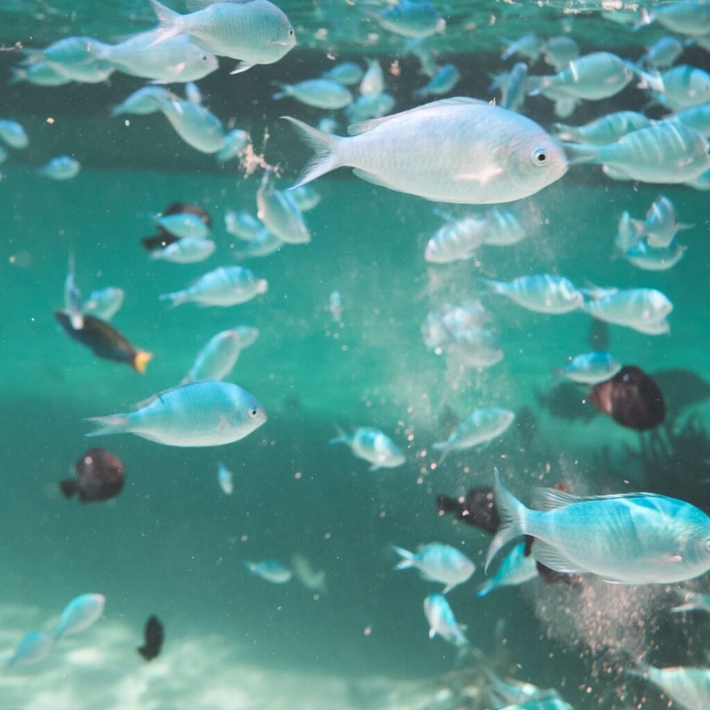 Marine Life and Biodiversity
