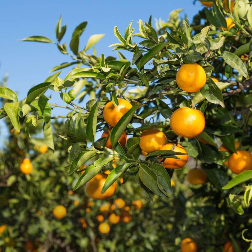 The City of Citrus – A Juicy Claim to Fame
