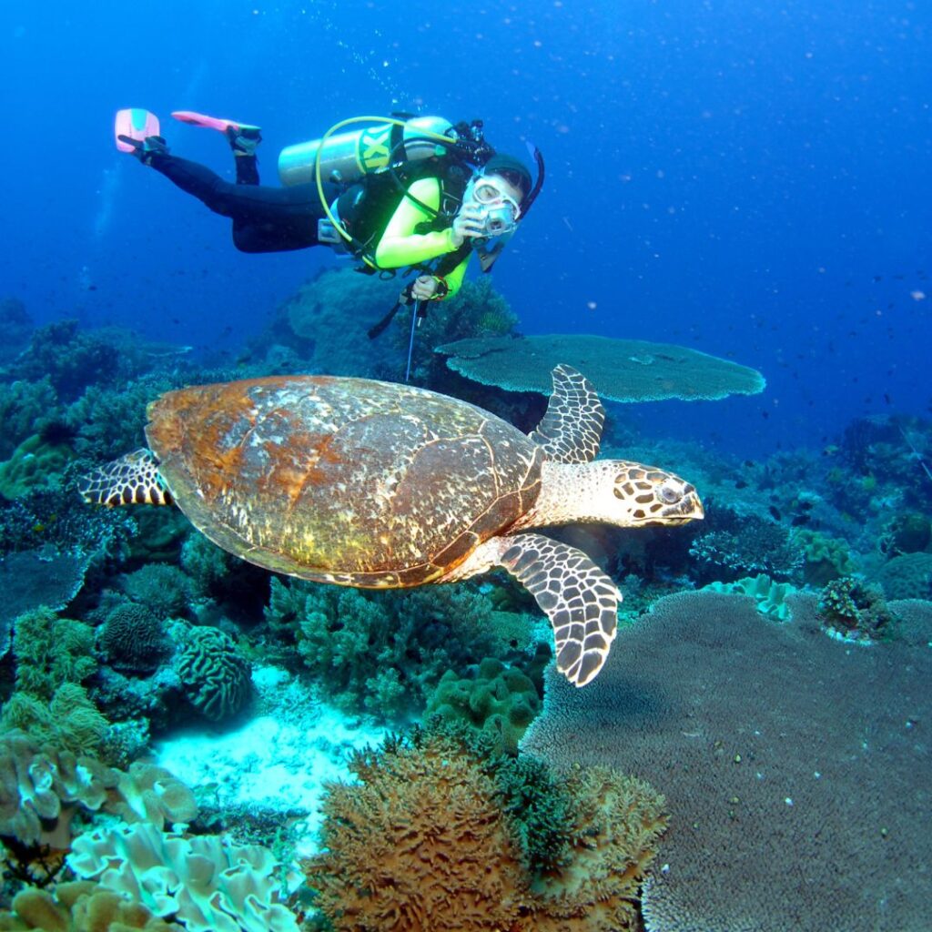 Scuba Diving Nearby